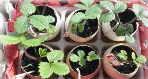 古代養(yǎng)花用什么做花盆