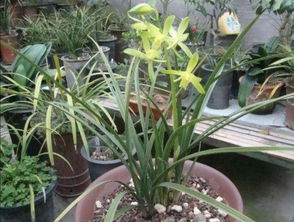 養(yǎng)花介質(zhì)不一樣容易死