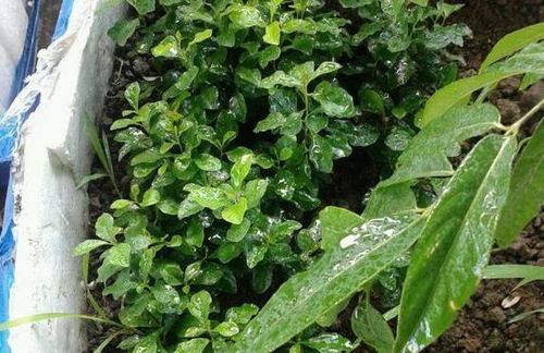 養(yǎng)花能用拜阿司匹林嗎