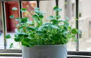 家養(yǎng)花卉冬季加溫方法