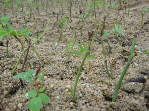 碎磚塊可以代替養(yǎng)花粗沙嗎