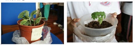 養(yǎng)花種草學(xué)校