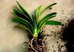 君子蘭養(yǎng)花