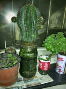 底下沒有孔的花盆能養(yǎng)花嗎