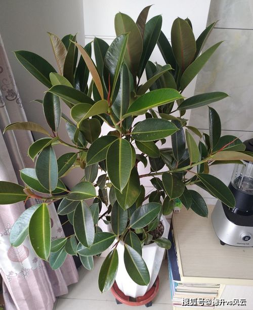 養(yǎng)花直接澆自來水