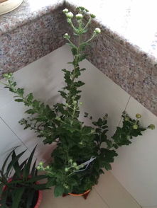 對(duì)養(yǎng)花的熱愛(ài)