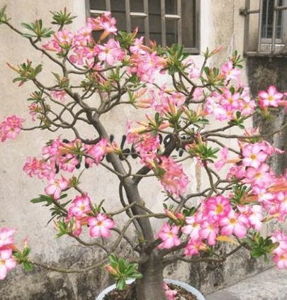 我的爺爺愛養(yǎng)花