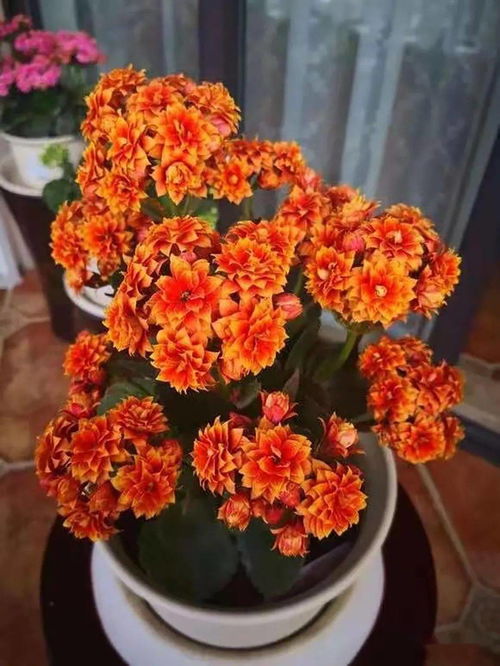 養(yǎng)花感悟劉海霞閱讀答案