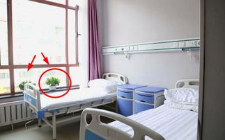 喉管切開病房能養(yǎng)花么