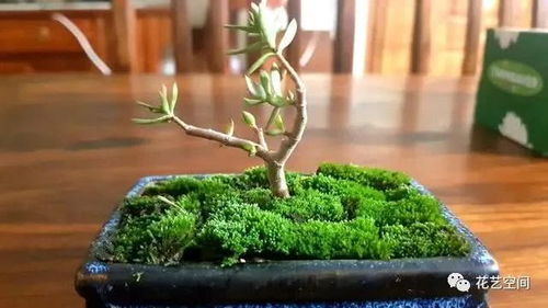 腐葉土適合養(yǎng)花嗎