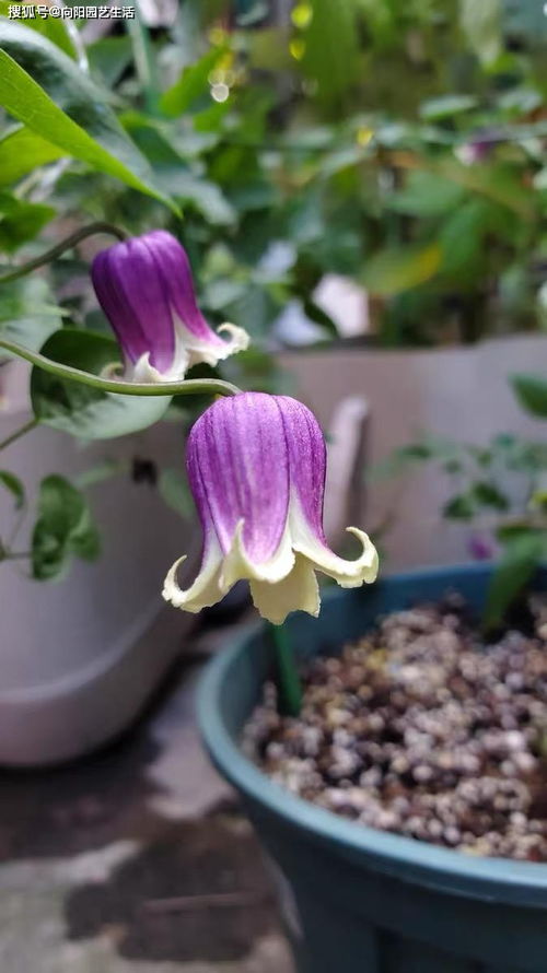 養(yǎng)花通氣性好的土