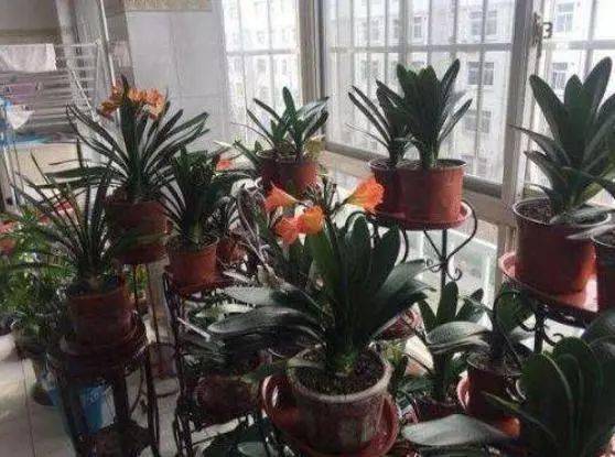 全部柳樹皮養(yǎng)花