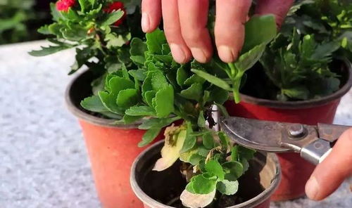 養(yǎng)花需要每天剪跟嗎