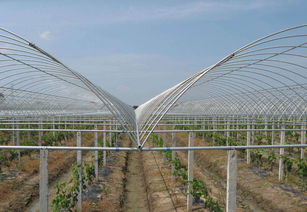 自建養(yǎng)花大棚