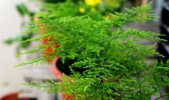 秋季養(yǎng)花木槿