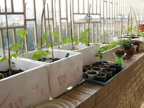 泡沫箱養(yǎng)花好嗎