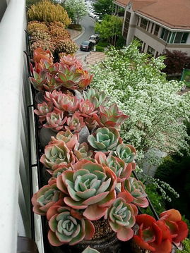 多肉養(yǎng)花場高新區(qū)