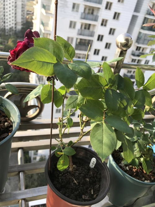 開空調(diào)養(yǎng)花注意什么