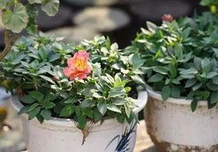 為什么我用的營養(yǎng)土養(yǎng)花還是養(yǎng)不活