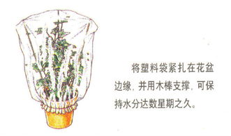 家庭養(yǎng)花電動(dòng)自動(dòng)澆水