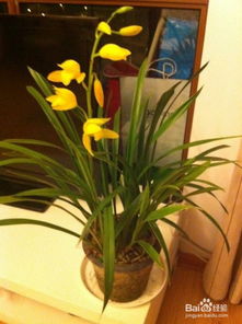 小神童蘭花養(yǎng)花經(jīng)驗