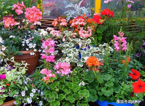 機制炭和木炭哪個能養(yǎng)花