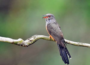 養(yǎng)花落下子規(guī)啼歌詞