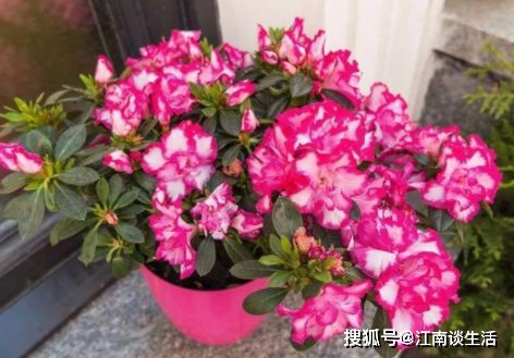 水養(yǎng)花放什么花更紅