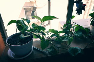 上門服務(wù)養(yǎng)花