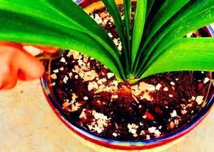 雞蛋殼能代替粗砂養(yǎng)花