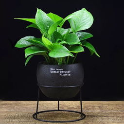 室內(nèi)養(yǎng)花澆水技巧金錢花