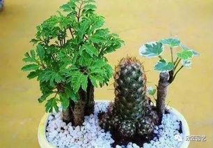 養(yǎng)花知識(shí)大全桂花