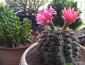 養(yǎng)花太多影響風水嗎