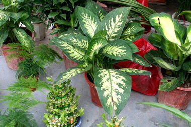 怎么養(yǎng)花葉萬青