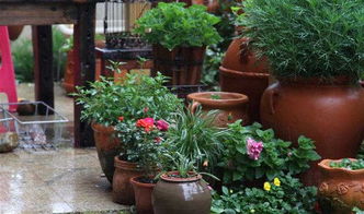 養(yǎng)花的時候需要噴水嗎