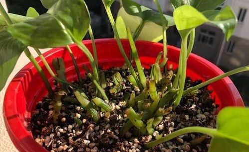 養(yǎng)花珍珠巖