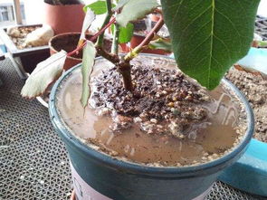 怎么解決養(yǎng)花土壤板結