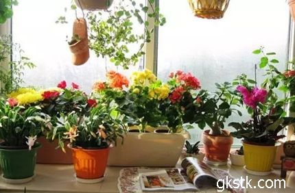 窗臺養(yǎng)花好嗎