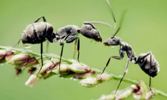 陽臺養(yǎng)花都是螞蟻