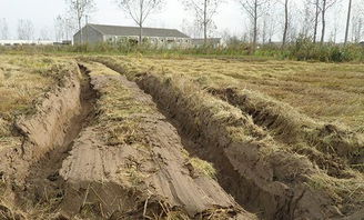 湖邊的粘土養(yǎng)花