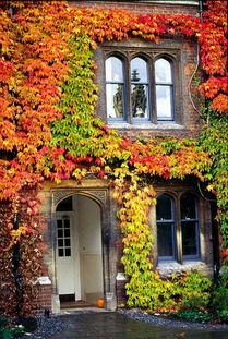 有關德國人養(yǎng)花的材料