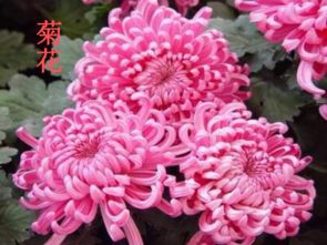 北師版小學(xué)語(yǔ)文六級(jí)養(yǎng)花教案設(shè)計(jì)