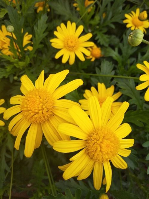 她喜歡養(yǎng)花的英文