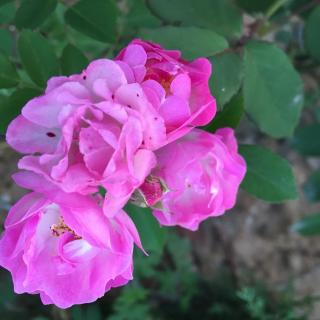 養(yǎng)花美文老舍