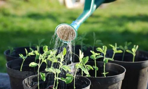 養(yǎng)花閱讀心得