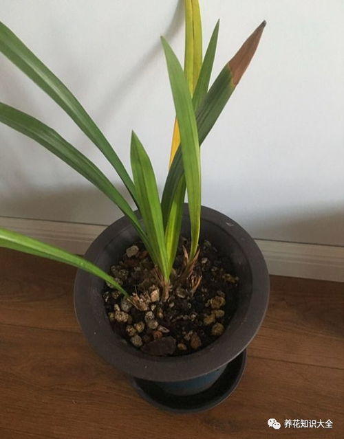 養(yǎng)花有單雙一說嗎