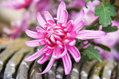 養(yǎng)花解水是什么