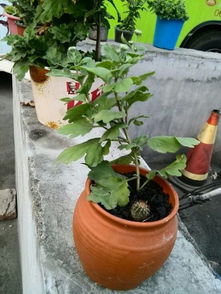 鐵的花盆能夠養(yǎng)花嗎