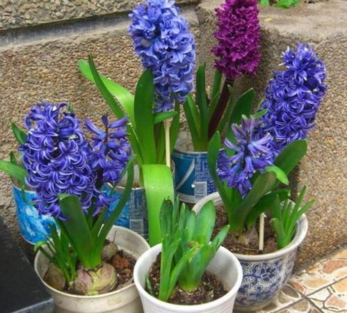 養(yǎng)花失敗的