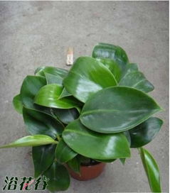 家庭養(yǎng)花金鉆的養(yǎng)護(hù)